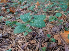 Lamium galeobdolon
