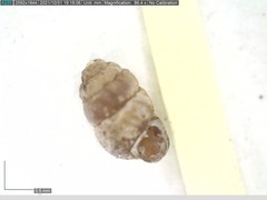 Vertigo pygmaea