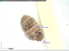 Vertigo pygmaea