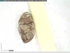 Vertigo pygmaea
