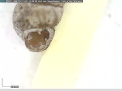 Vertigo pygmaea