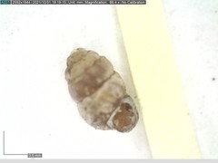 Vertigo pygmaea