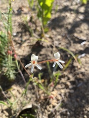 Pelargonium elongatum
