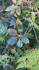 Rhododendron × hybridum