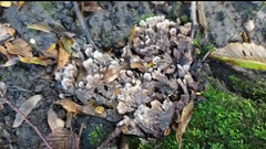 Thelephora penicillata