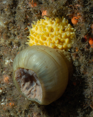 Polymastia bartletti