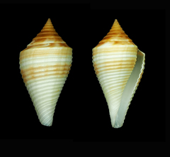 Conus brunneobandatus