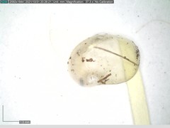 Vitrinobrachium breve