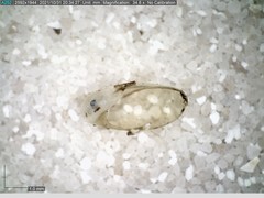 Vitrinobrachium breve