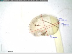 Vitrinobrachium breve