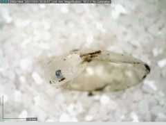 Vitrinobrachium breve