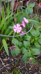 Silene dioica