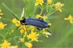 Epicauta heterodera