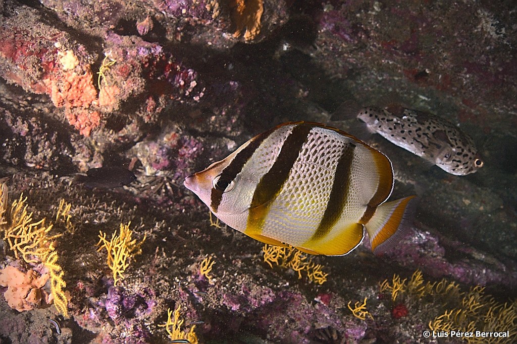 Four-Banded Butterfly Fish