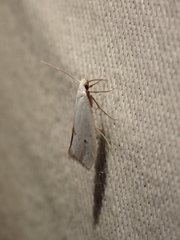 Eucalantica polita