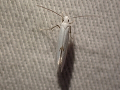 Eucalantica polita