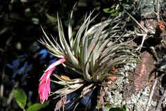 Tillandsia recurvifolia