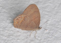 Cyllopsis nayarit