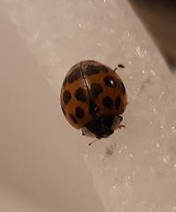 Harmonia axyridis