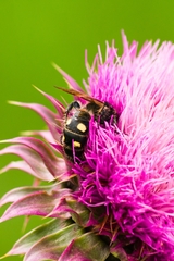 Campsomeris bistrimacula