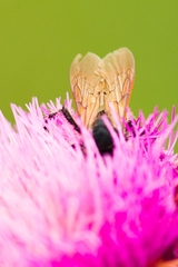 Campsomeris bistrimacula