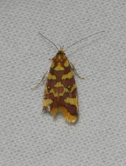 Tisobarica thyteria