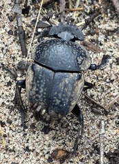 Scarabaeus cicatricosus