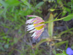 Aphanostephus skirrhobasis