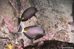 Acanthurus monroviae