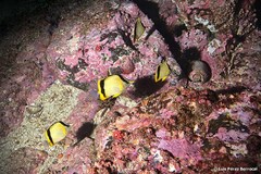 Prognathodes marcellae