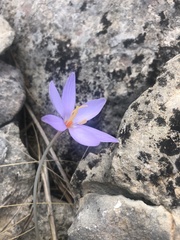 Crocus cambessedesii