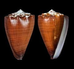 Conus brunneus