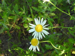 Aphanostephus skirrhobasis