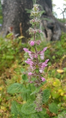 Stachys rigida