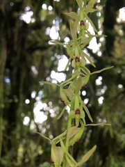 Epidendrum moritzii