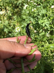 Elateridae