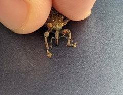 Marshallius guttatus