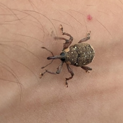 Marshallius guttatus