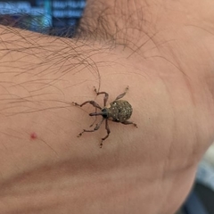 Marshallius guttatus