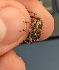 Marshallius guttatus