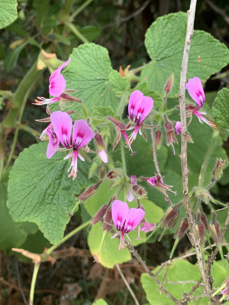 Butterfly geranium