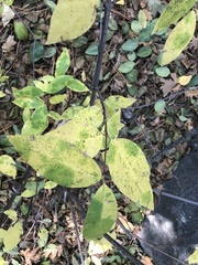 Calycanthus occidentalis