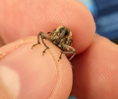 Marshallius guttatus