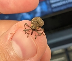 Marshallius guttatus