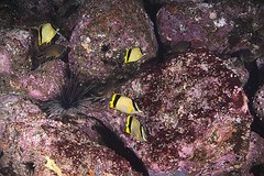 Prognathodes marcellae