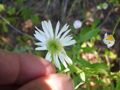 Aphanostephus skirrhobasis