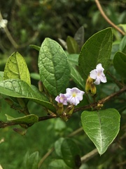 Duranta mutisii