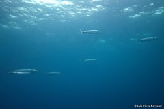 Acanthocybium solandri