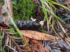 Strobilurus occidentalis