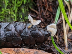 Strobilurus occidentalis